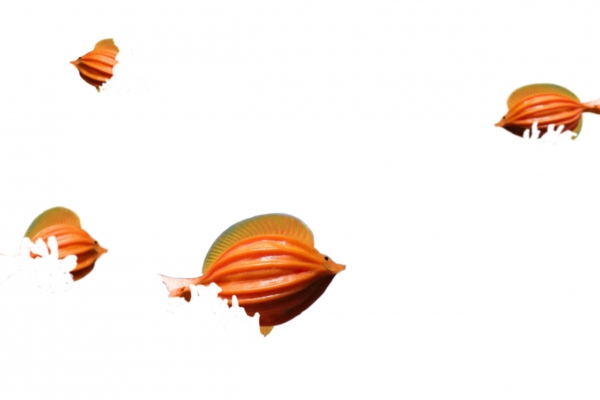 Creation of Pod Fish: Step 5